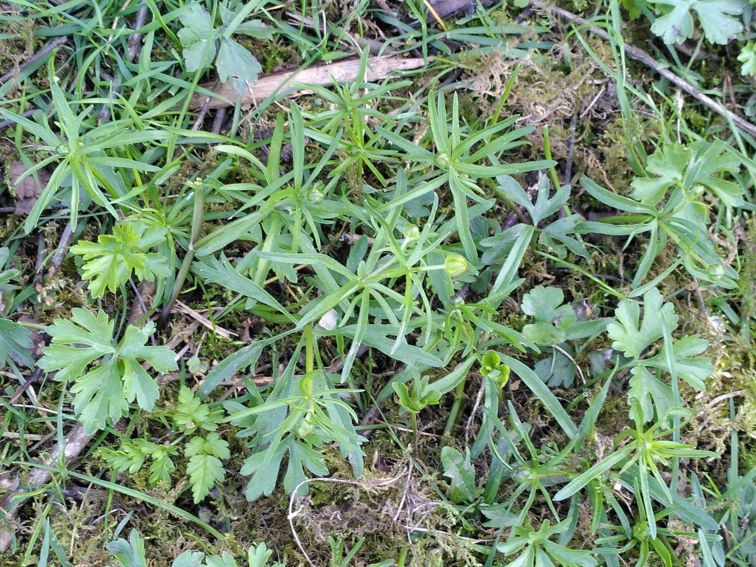 Close Up of Goldilocks Buttercup at Onyett's field.

Photo credit to V Morgan