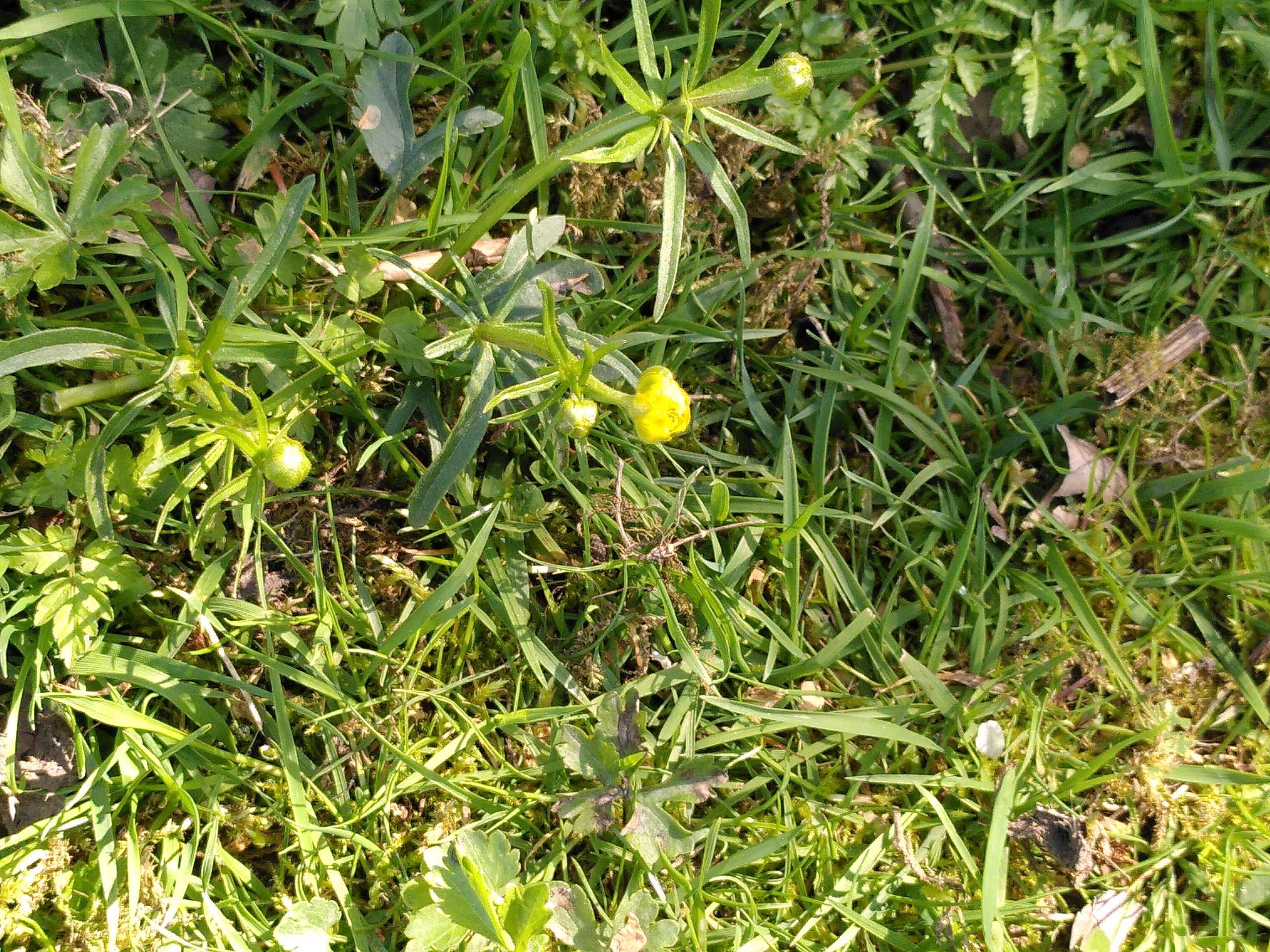 Close Up of Goldilocks Buttercup at Onyett's field.

Photo credit to V Morgan