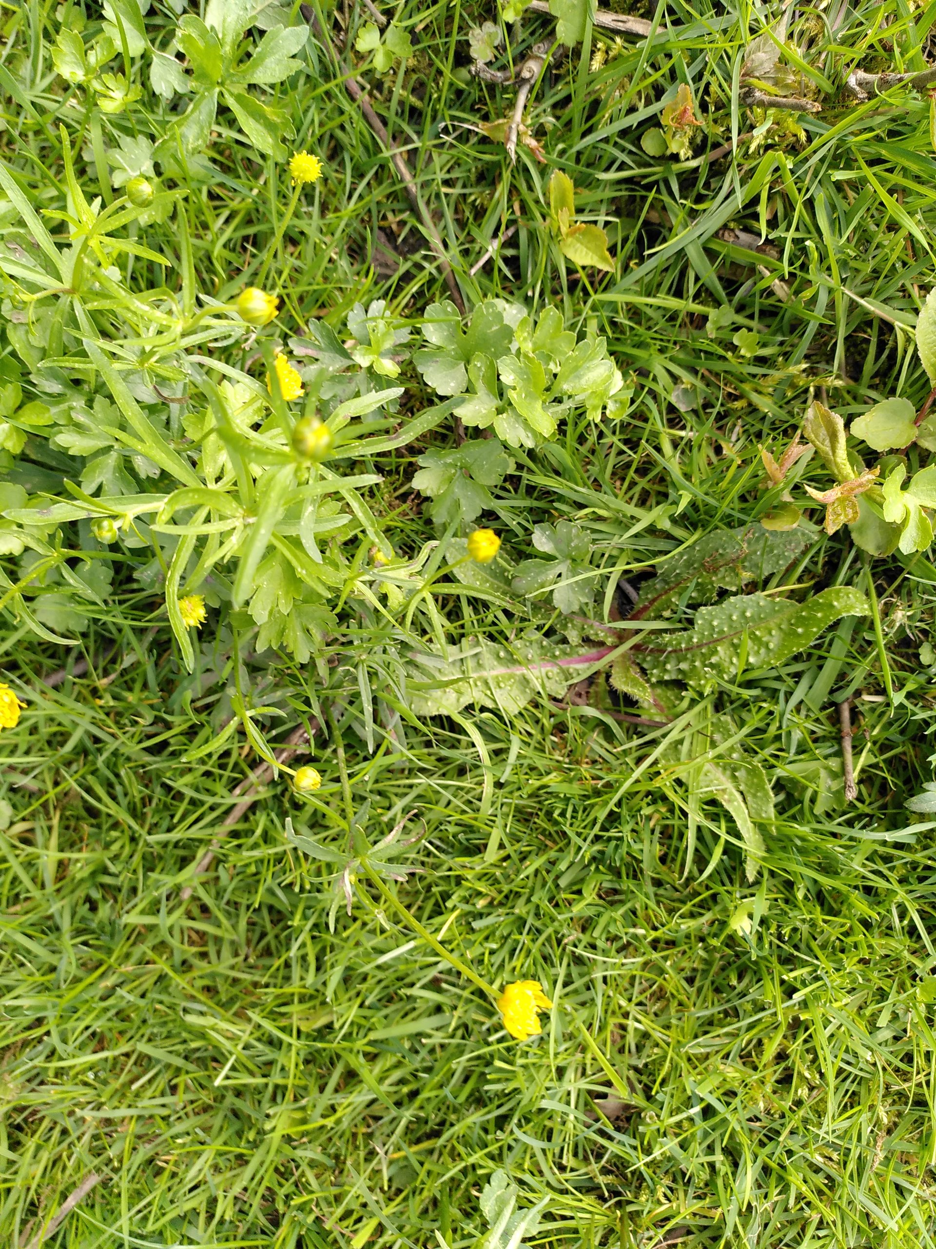 Close Up of Goldilocks Buttercup at Onyett's field.

Photo credit to V Morgan