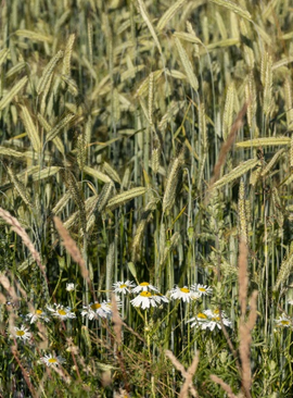 Some grass and daisies